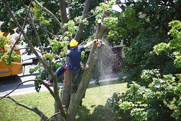 How Our Tree Care Process Works  in  Clay City, IN